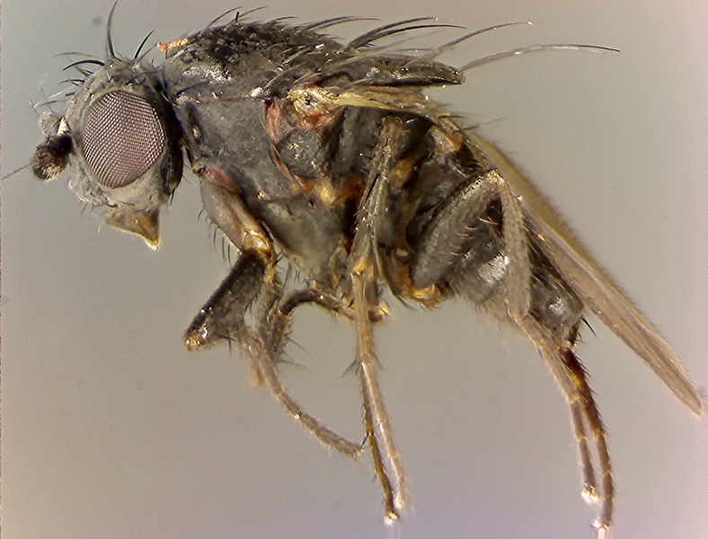 Leptocera cryptochaeta.jpg